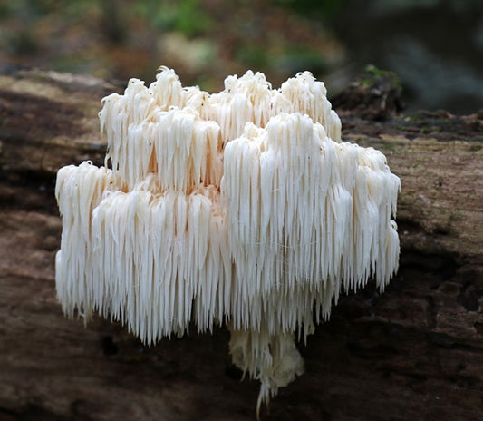 Bears Head Tooth Fungus Mushroom Spores