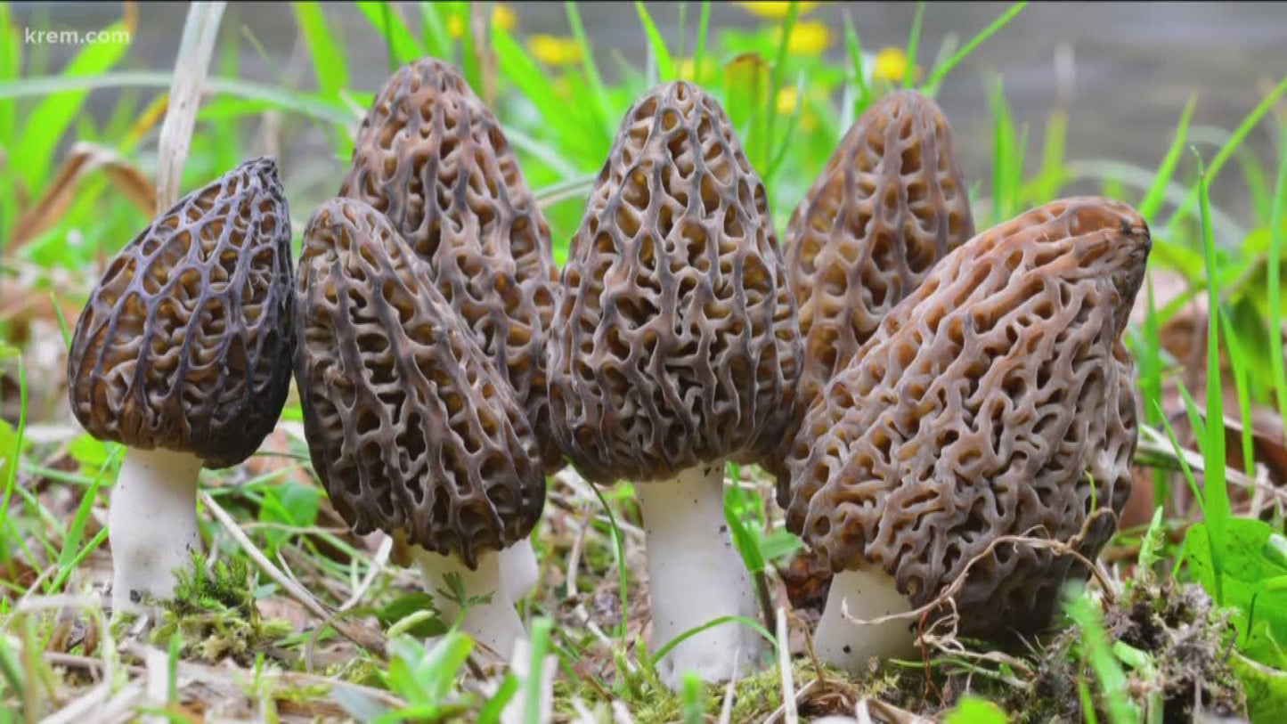 Black Morel Mushroom Spores