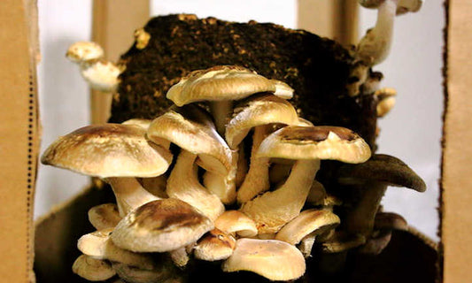 Shitake Mushroom Spores
