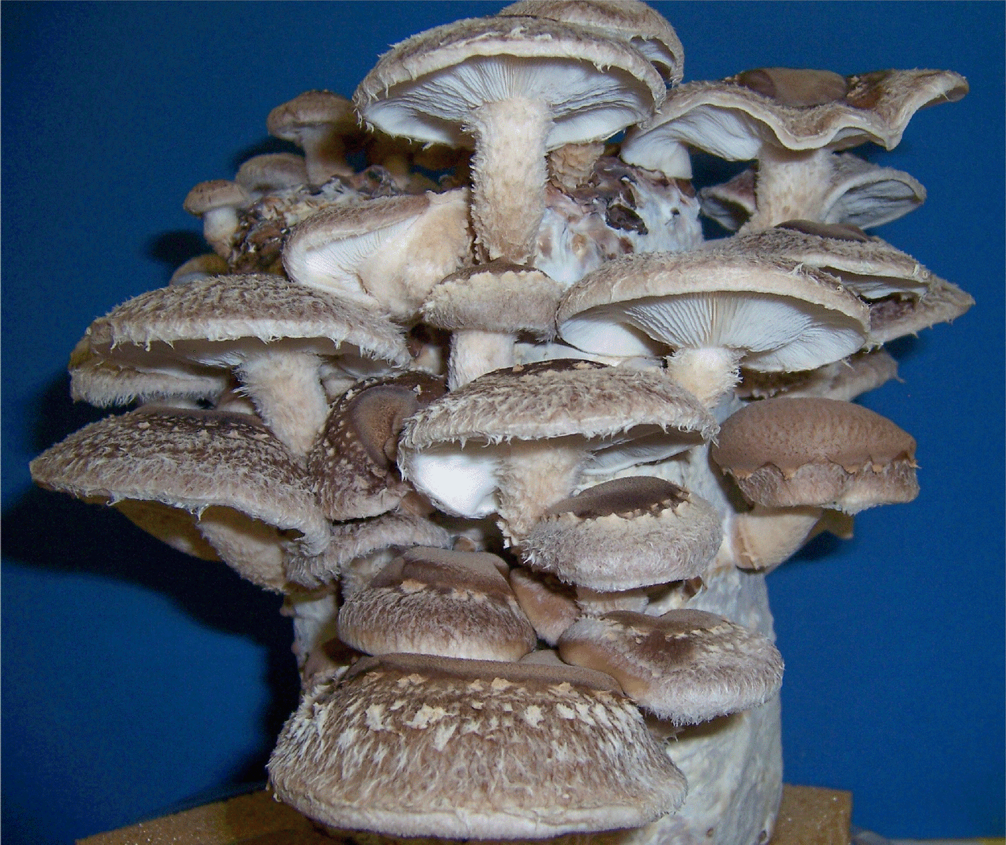 Shitake Mushroom Spores