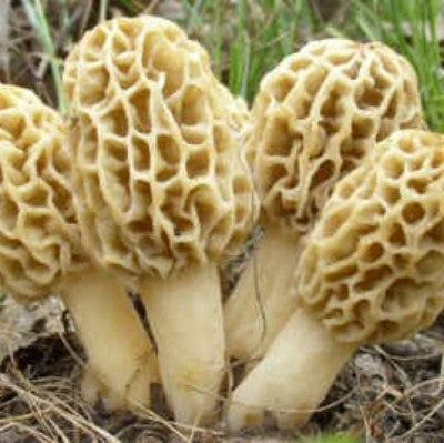 Yellow Morel Mushroom Spores