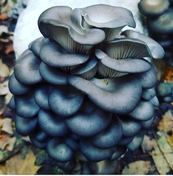 Blue Oyster Mushroom Spores